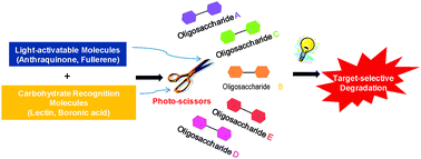 Graphical abstract: Chemical methods for degradation of target oligosaccharides using designed light-activatable organic molecules
