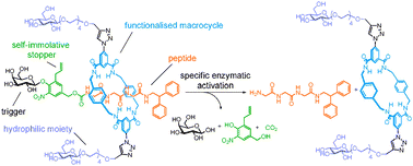 Graphical abstract: Second generation specific-enzyme-activated rotaxane propeptides
