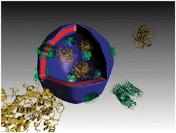 Graphical abstract: Biological-like vesicular structures self-assembled from DNA-block copolymers