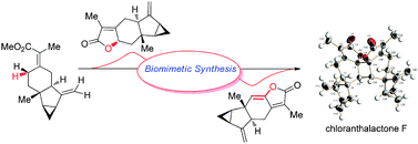 Graphical abstract: Total synthesis of (+)-chloranthalactone F