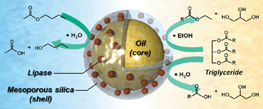 Graphical abstract: Lipase-embedded silica nanoparticles with oil-filled core–shell structure: stable and recyclable platforms for biocatalysts