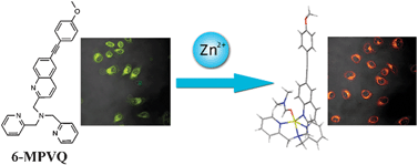 Graphical abstract: 6-Substituted quinoline-based ratiometric two-photon fluorescent probes for biological Zn2+ detection