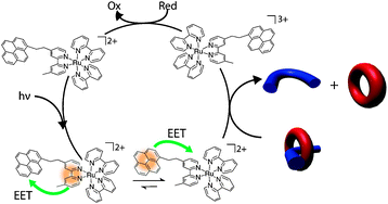 Graphical abstract: Concatenation of reversible electronic energy transfer and photoinduced electron transfer to control a molecular piston