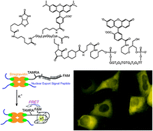 Graphical abstract: Fluorescence imaging of potassium ions in living cells using a fluorescent probe based on a thrombin binding aptamer–peptide conjugate