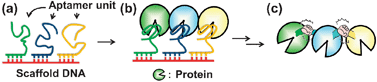 Graphical abstract: Programmable protein–protein conjugation via DNA-based self-assembly