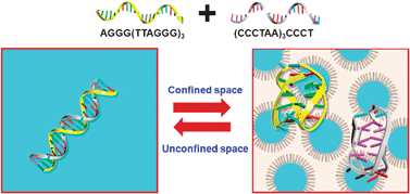 Graphical abstract: DNA tetraplex structure formation from human telomeric repeat motif (TTAGGG):(CCCTAA) in nanocavity water pools of reverse micelles