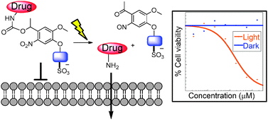 Graphical abstract: Photocaged permeability: a new strategy for controlled drug release