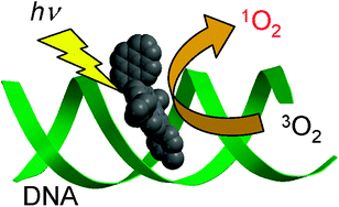 Graphical abstract: Controlled generation of singlet oxygen by a water-soluble meso-pyrenylporphyrin photosensitizer through interaction with DNA