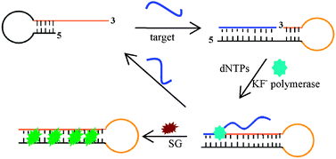 Graphical abstract: Hybridization-triggered isothermal signal amplification coupled with MutS for label-free and sensitive fluorescent assay of SNPs