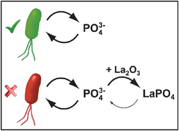 Graphical abstract: Phosphate starvation as an antimicrobial strategy: the controllable toxicity of lanthanum oxide nanoparticles
