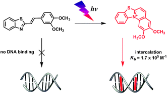 Graphical abstract: Photoinduced in situ generation of a DNA-binding benzothiazoloquinolinium derivative