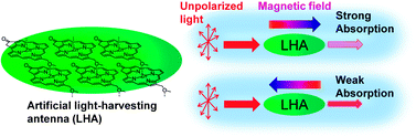 Graphical abstract: Magneto-chiral dichroism of artificial light-harvesting antenna