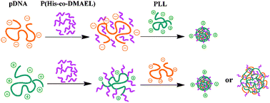 Graphical abstract: The effects of a multifunctional oligomer and its incorporation strategies on the gene delivery efficiency of poly(l-lysine)