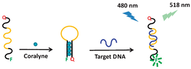 Graphical abstract: A room-temperature adenosine-based molecular beacon for highly sensitive detection of nucleic acids