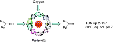 Graphical abstract: Ferritin-supported palladium nanoclusters: selective catalysts for aerobic oxidations in water