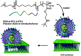 Graphical abstract: Water-dispersible and biodegradable polymer micelles with good antibacterial efficacy