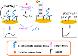 Graphical abstract: An ultrasensitive electrochemical impedance sensor for a special BRCA1 breast cancer gene sequence based on lambda exonuclease assisted target recycling amplification