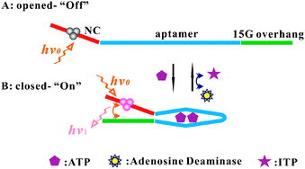 Graphical abstract: A label-free fluorescent molecular beacon based on DNA-templated silver nanoclusters for detection of adenosine and adenosine deaminase