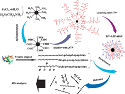 Graphical abstract: Synthesis of adenosine functionalized metal immobilized magnetic nanoparticles for highly selective and sensitive enrichment of phosphopeptides