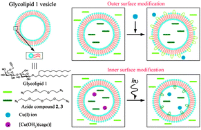 Graphical abstract: Specific surface modification of the acetylene-linked glycolipid vesicle by click chemistry