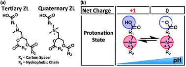 Graphical abstract: Synthesis and characterization of novel zwitterionic lipids with pH-responsive biophysical properties