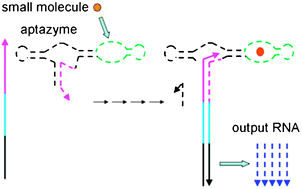Graphical abstract: An aptazyme-based molecular device that converts a small-molecule input into an RNA output