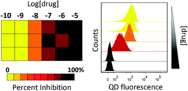 Graphical abstract: A flow cytometry-based dopamine transporter binding assay using antagonist-conjugated quantum dots