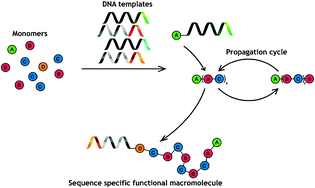 Graphical abstract: Sequence-specific synthesis of macromolecules using DNA-templated chemistry