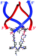 Graphical abstract: Click–click chemistry on a peptidic scaffold for easy access to tetrameric DNA structures