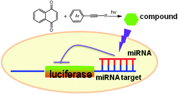 Graphical abstract: A universal activator of microRNAs identified from photoreaction products