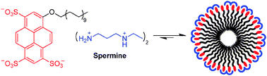 Graphical abstract: Fluorescence sensing of spermine with a frustrated amphiphile