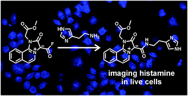 Graphical abstract: Imaging histamine in live basophils and macrophages with a fluorescent mesoionic acid fluoride