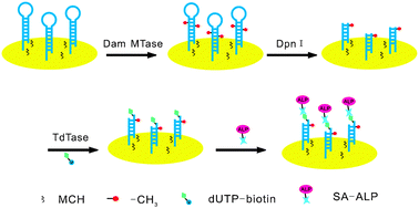 Graphical abstract: A sensitive electrochemical biosensor for detection of DNA methyltransferase activity by combining DNA methylation-sensitive cleavage and terminal transferase-mediated extension
