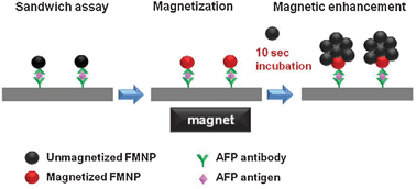 Graphical abstract: A rapid and facile signal enhancement method for microcantilever-based immunoassays using the agglomeration of ferromagnetic nanoparticles