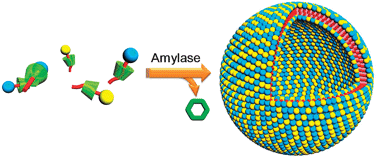 Graphical abstract: Enzyme-triggered model self-assembly in surfactant–cyclodextrin systems