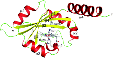 Graphical abstract: Structural basis for oxygen sensing and signal transduction of the heme-based sensor protein Aer2 from Pseudomonas aeruginosa