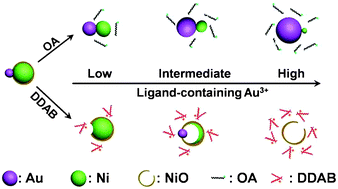 Graphical abstract: Ligand-manipulated selective transformations of Au–Ni bimetallic heteronanostructures in an organic medium