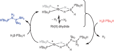 Graphical abstract: Intermediates in the Rh-catalysed dehydrocoupling of phosphine–borane
