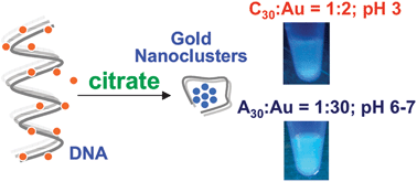 Graphical abstract: Blue emitting gold nanoclusters templated by poly-cytosine DNA at low pH and poly-adenine DNA at neutral pH