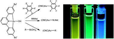 Graphical abstract: Cyclometallated gold(iii) hydroxides as versatile synthons for Au–N, Au–C complexes and luminescent compounds