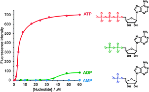 Graphical abstract: Nonlinear fluorescence response driven by ATP-induced self-assembly of guanidinium-tethered tetraphenylethene