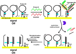 Graphical abstract: Signal-on electrochemical Y or junction probe detection of nucleic acid