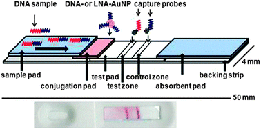 Graphical abstract: DNA detection on lateral flow test strips: enhanced signal sensitivity using LNA-conjugated gold nanoparticles