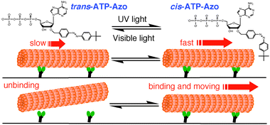 Graphical abstract: A photochromic ATP analogue driving a motor protein with reversible light-controlled motility: controlling velocity and binding manner of a kinesin–microtubule system in an in vitro motility assay