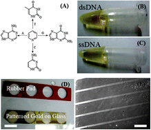 Graphical abstract: Nucleic acid-mediated gold oxidation: novel biolithography for surface microfabrication and new insight into gold-based biomaterials