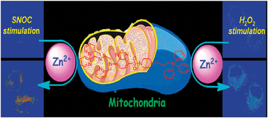 Graphical abstract: An excitation ratiometric Zn2+ sensor with mitochondria-targetability for monitoring of mitochondrial Zn2+ release upon different stimulations