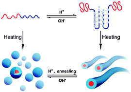 Graphical abstract: pH-induced morphology-shifting of DNA-b-poly(propylene oxide) assemblies