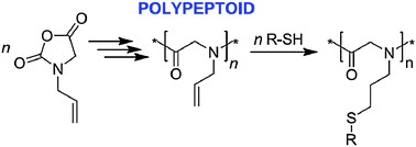 Graphical abstract: A versatile polypeptoid platform based on N-allyl glycine