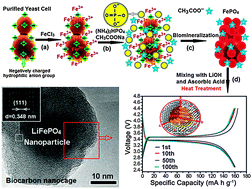 Graphical abstract: Biocarbon-coated LiFePO4 nucleus nanoparticles enhancing electrochemical performances