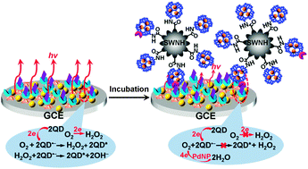 Graphical abstract: Electrocatalytic reduction of coreactant by highly loaded dendrimer-encapsulated palladium nanoparticles for sensitive electrochemiluminescent immunoassay